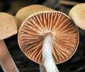 Gymnopus_impudicus_bm2752