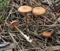 Gymnopus putillus bv6024
