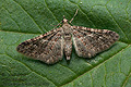 Gymnoscelis_insulariata_jk1299s