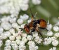 Gymnosoma_rotundatum_al8753