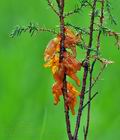 Gymnosporangium_sabinae_bf5680