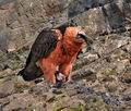 Gypaetus_barbatus_bp9641