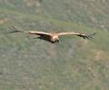 Gyps_fulvus_bg8790