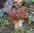 Gyromitra_esculenta_ab0349