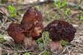 Gyromitra_esculenta_cb6520s