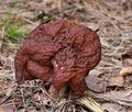 Gyromitra_esculenta_cb6531s