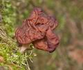 Gyromitra_esculenta_cb6598s