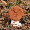 Gyromitra_fastigiata_bj2266