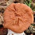 Gyromitra_fastigiata_bj2275