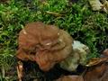 Gyromitra_fastigiata_br5144