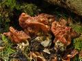 Gyromitra_fastigiata_br5165