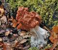 Gyromitra_fastigiata_cg9037