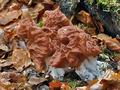 Gyromitra_fastigiata_cg9046