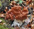 Gyromitra_fastigiata_cg9067