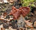 Gyromitra_fastigiata_ch0109