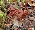 Gyromitra_fastigiata_ch0122