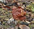 Gyromitra_fastigiata_ch0128