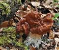 Gyromitra_fastigiata_ch0305