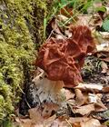 Gyromitra_fastigiata_ch0309