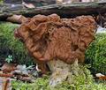 Gyromitra_fastigiata_hx1862