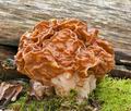 Gyromitra_fastigiata_hx1887s