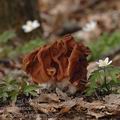 Gyromitra_gigas_aj8967