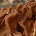 Gyromitra_gigas_aj8979