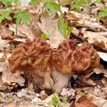 Gyromitra gigas bf3025