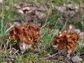 Gyromitra_gigas_cg9019