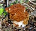 Gyromitra_gigas_da2302