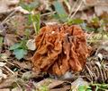 Gyromitra_gigas_je2551