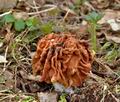 Gyromitra_gigas_je2555