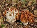 Gyromitra_gigas_je2563