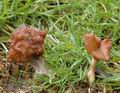 Gyromitra_infula_a8495