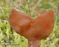 Gyromitra_infula_a8644