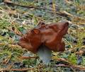 Gyromitra_infula_bt0648