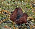 Gyromitra_infula_bt0653