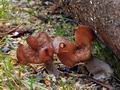 Gyromitra_infula_bv5317