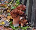 Gyromitra_infula_jk0003