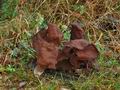 Gyromitra_infula_jk0007