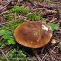 Gyroporus_castaneus_be2863