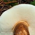 Gyroporus_castaneus_be2868