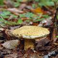 Gyroporus_cyanescens_al9739