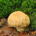 Gyroporus cyanescens bh7208