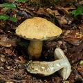 Gyroporus_cyanescens_bo4646