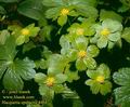 Hacquetia_epipactis_4464