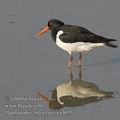 Haematopus_ostralegus_ea3655