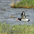 Haematopus_ostralegus_ea5971