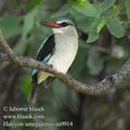 Halcyon_senegalensis_ee0914