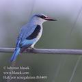 Halcyon_senegalensis_fb3408